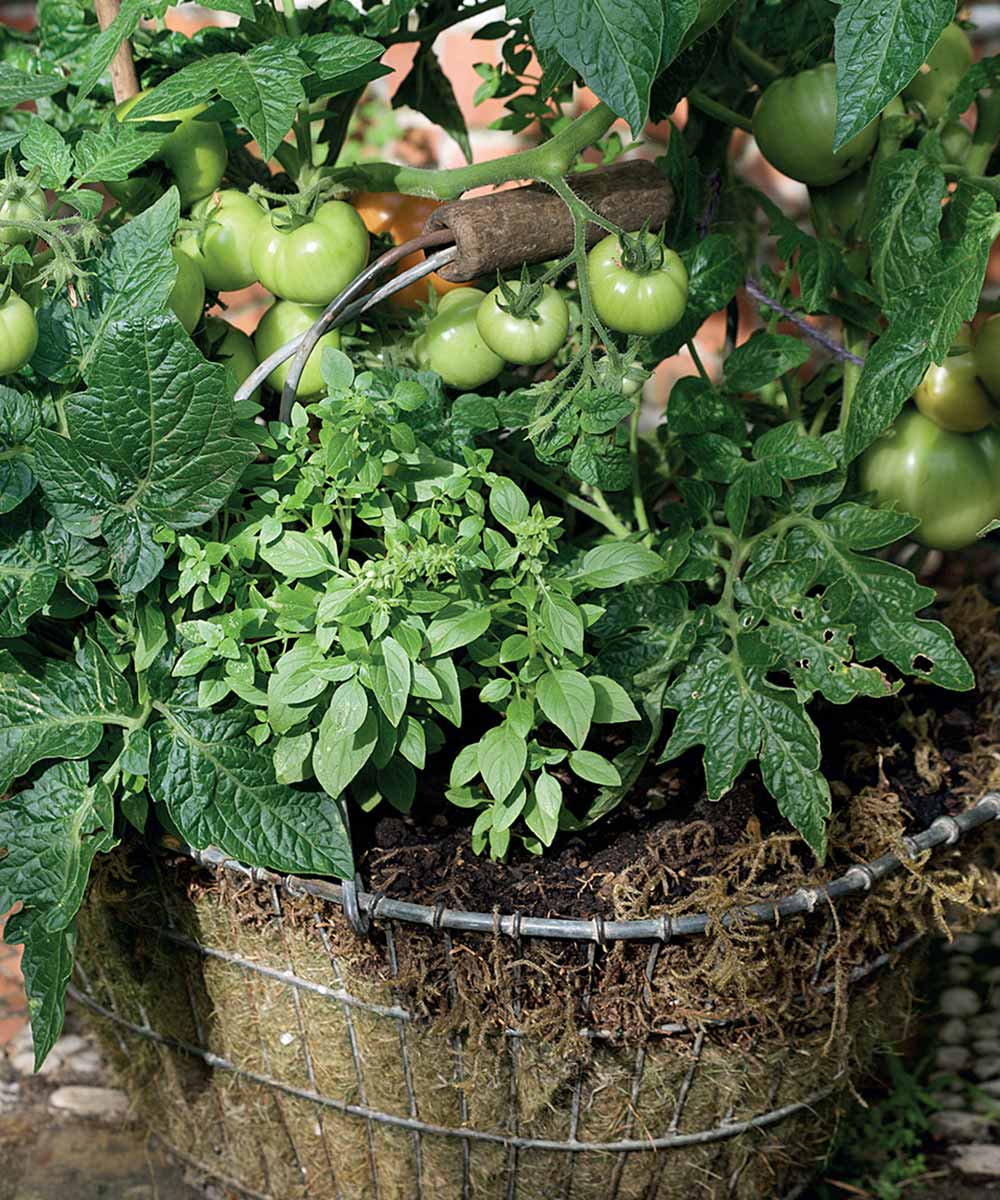 This Grow Your Own Food Paperback Book Gift is the ideal present for any keen gardener. Learn how to get the best out of any type of garden without spending a fortune. Whether it's a small window box, or a hard patio, this brilliant guide to crowing crops in pots has you covered.