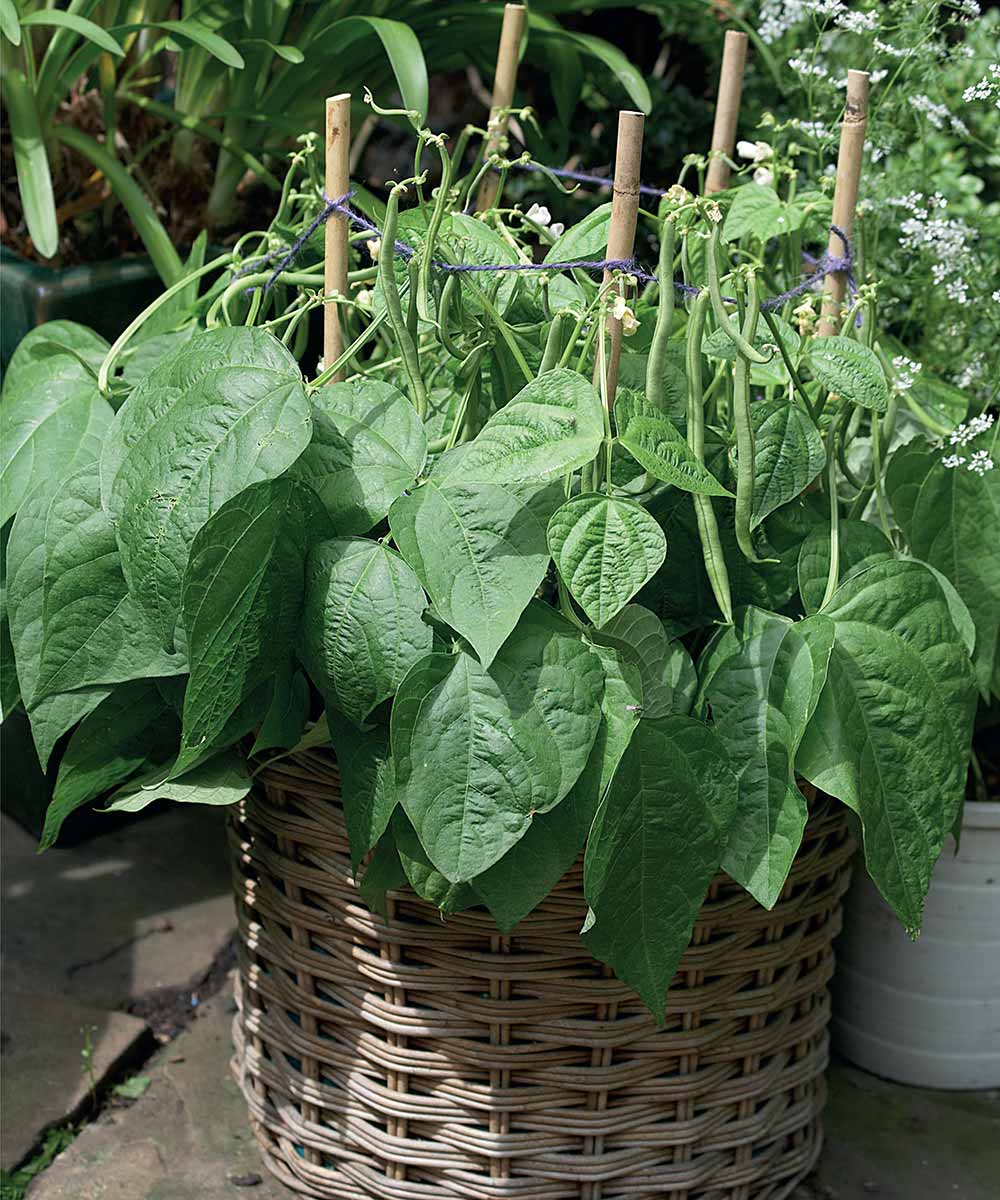 Gift Book Grow Your Own Food Paperback