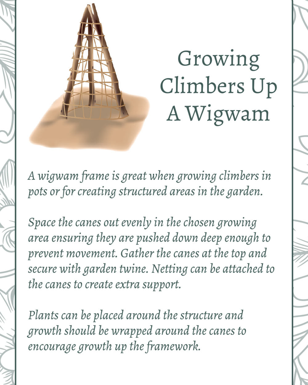 Grow Your Own Climbing Pea & Bean Giftset
