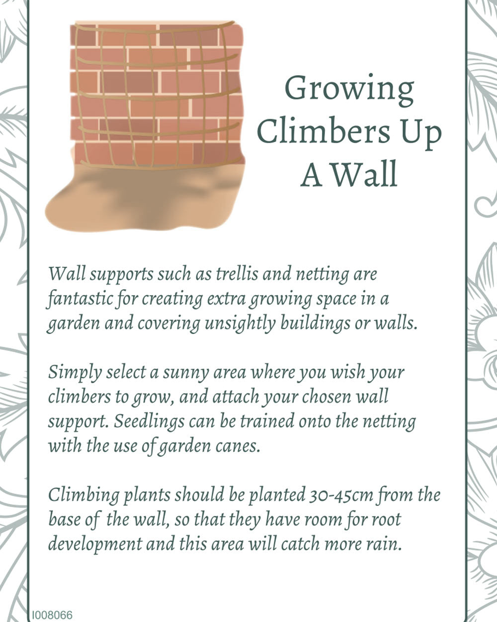 Grow Your Own Climbing Pea & Bean Giftset