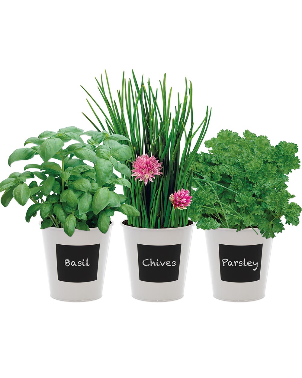 Grow Your Own Indoor Herb Kit is idea for anyone who likes to cook and likes to keep a selection of fresh herbs close to hand. Perfect to add to those wholesome and tasty home cooked meals. This herb kit is perfect for growing indoors. Simple place on your kitchen windowsill. Creating a beautiful display of the most popular cooking herbs at your fingertips. The kit includes 3 sachets of seeds which include Basil, Chives and Parsley.