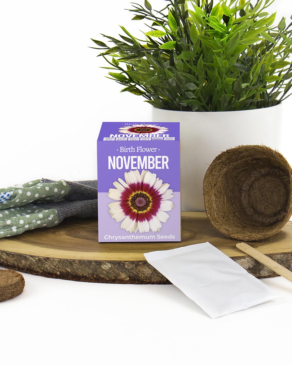 Grow Your Own November Birth Flower Gift Chrysanthemum