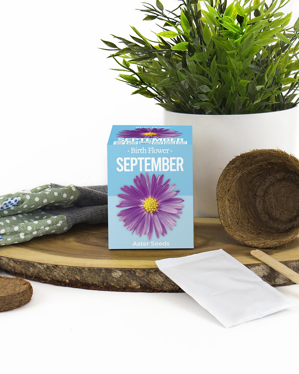 Grow Your Own September Birth Flower Gift Aster