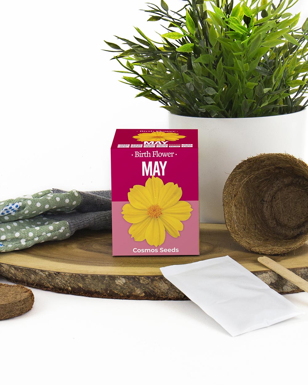 Grow Your Own May Birth Flower Gift Yellow Cosmos