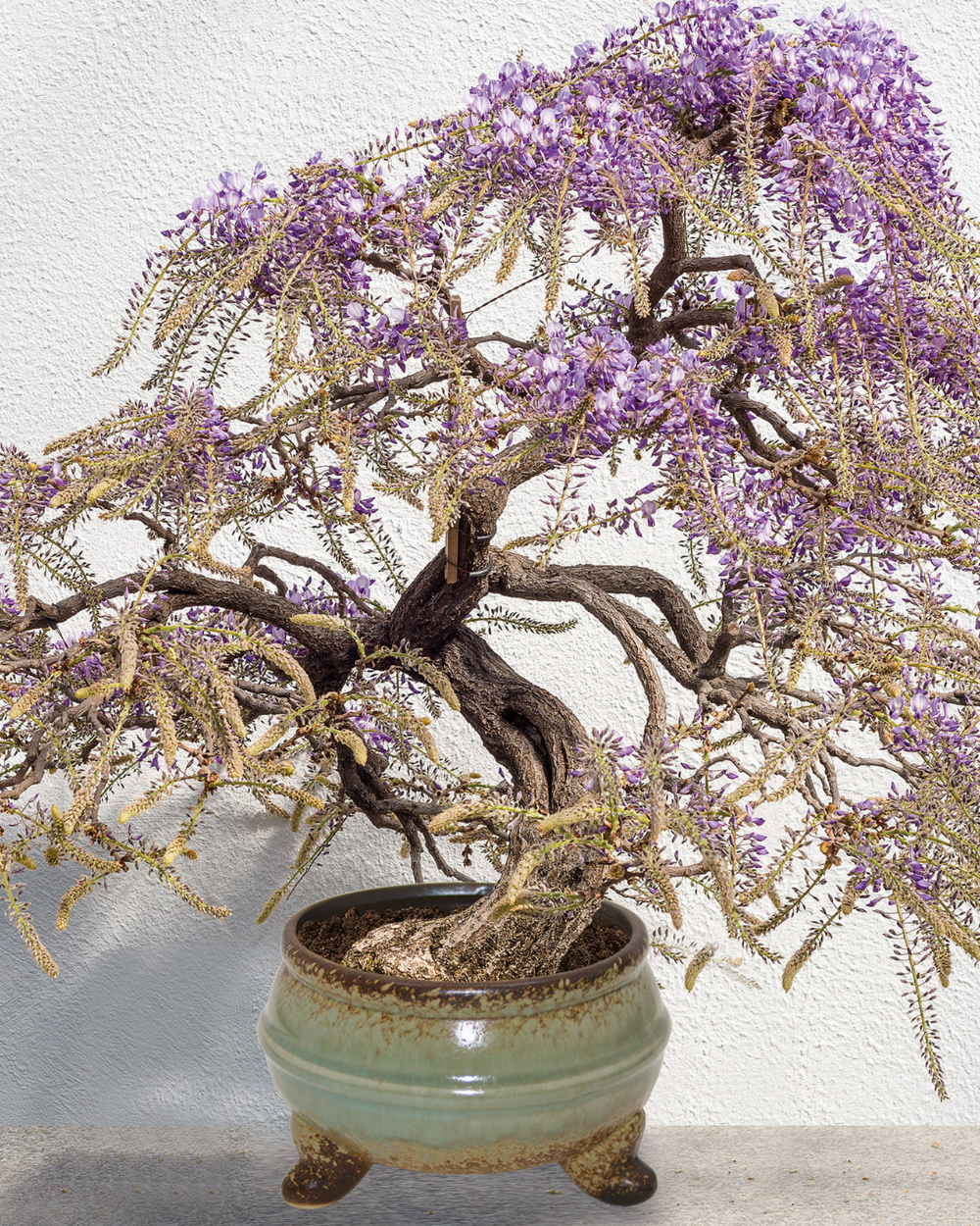 A potted bonsai-style tree with a gnarled brown trunk, dense clusters of small purple flowers, and pale green leaves, shown in a round glazed ceramic pot against a white wall.