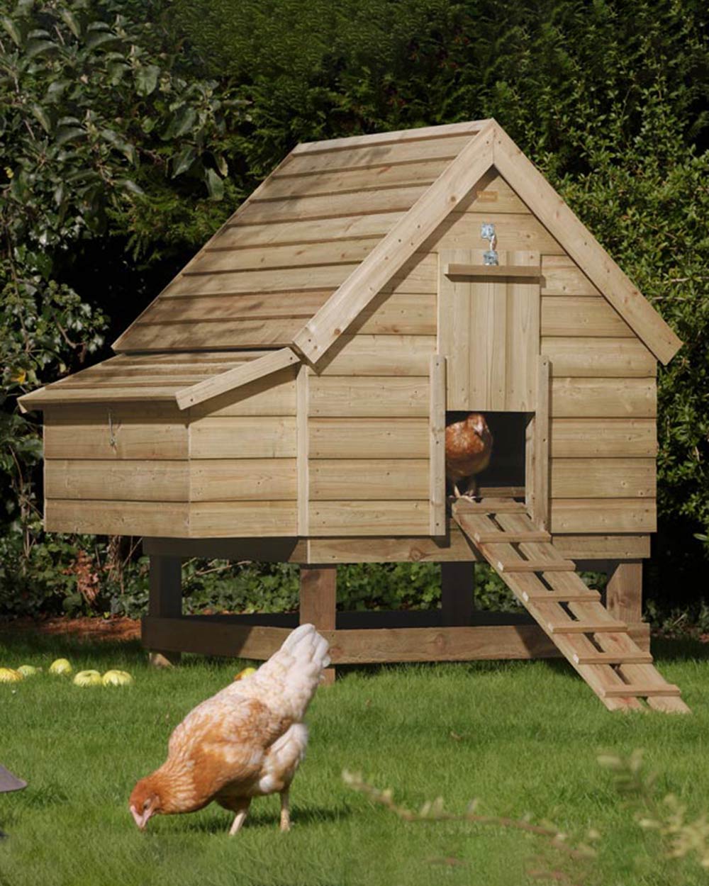 Large Chicken Coop Wooden Rowlinson in a garden with a chicken in the doorway and a chicken grazing the ground