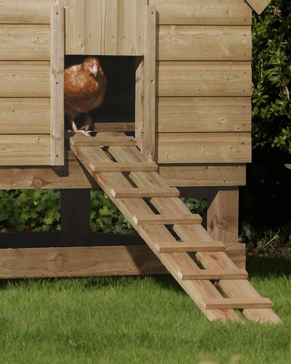 Large Chicken Coop Wooden Rowlinson with a chicken in the doorway
