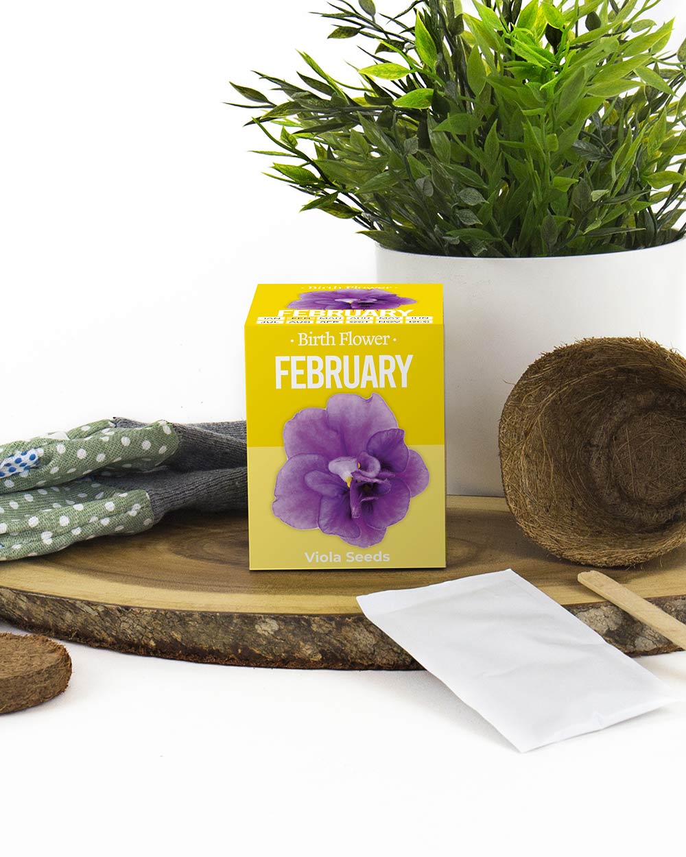 Grow Your Own February Birth Flower Gift Viola