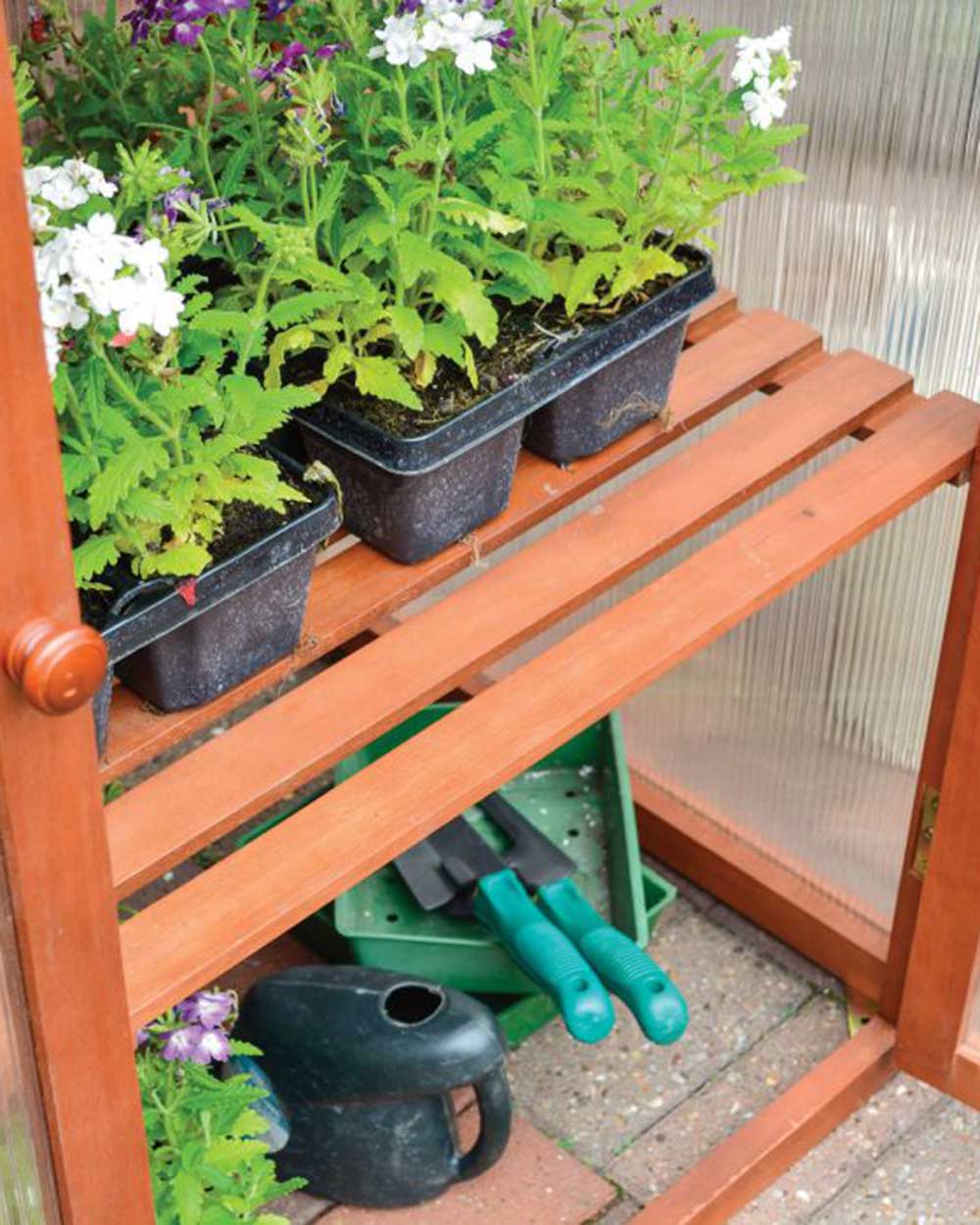 Small Wooden Greenhouse Hardwood Mini Rowlinson in a garden with the doors open displaying the plants inside, close up of the shelves
