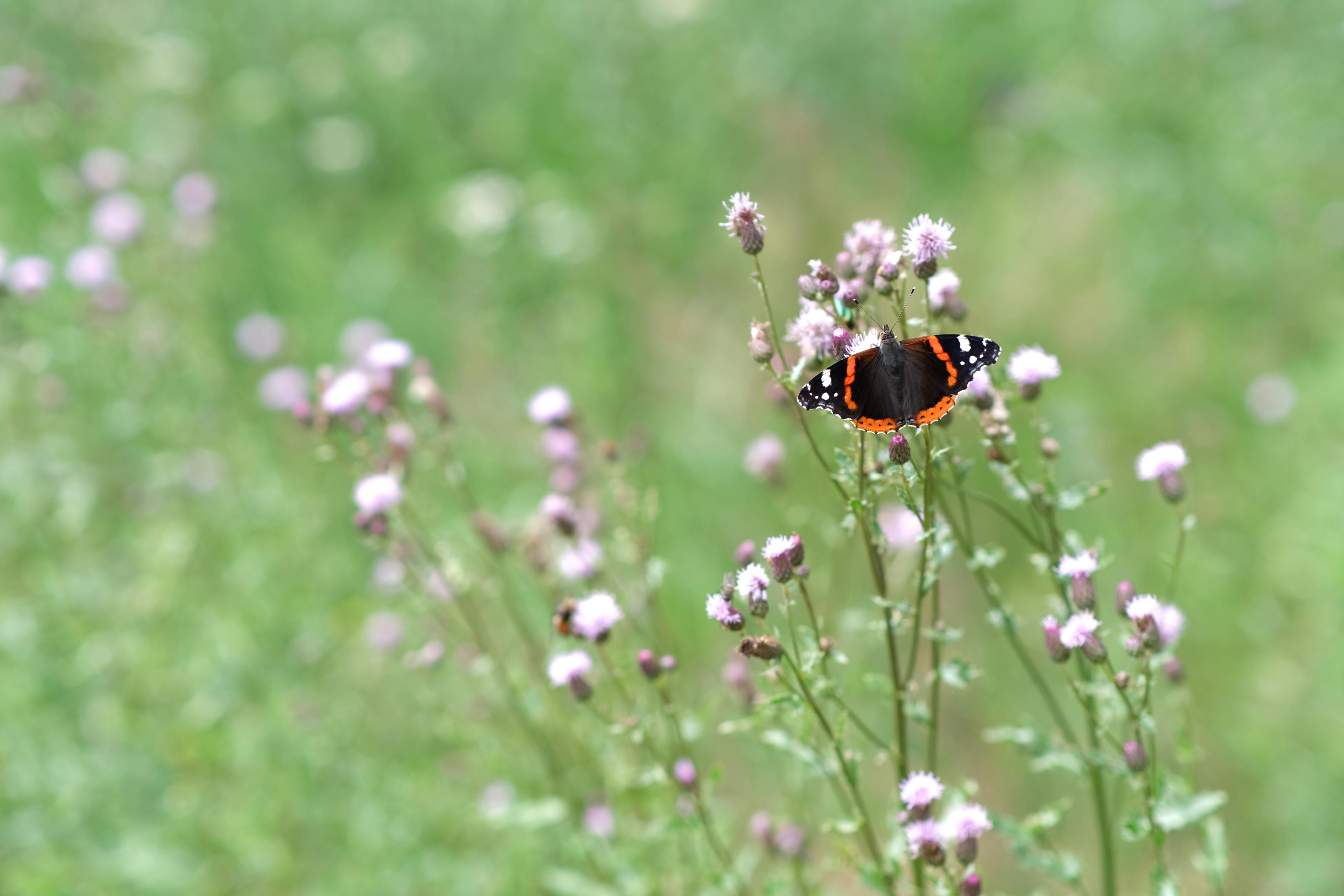 Wildlife