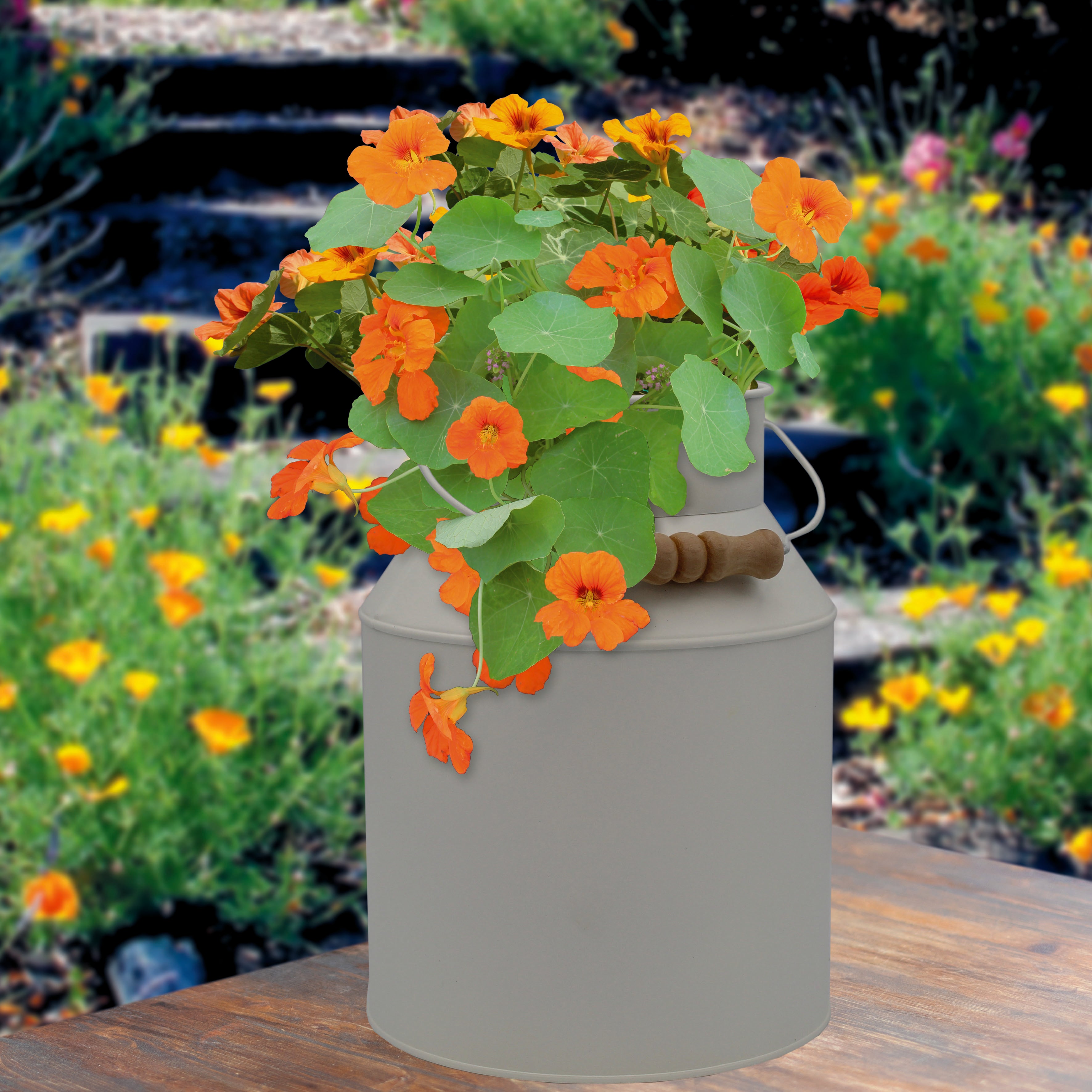 Bee Friends Summer Nasturtium Seed Milk Churn