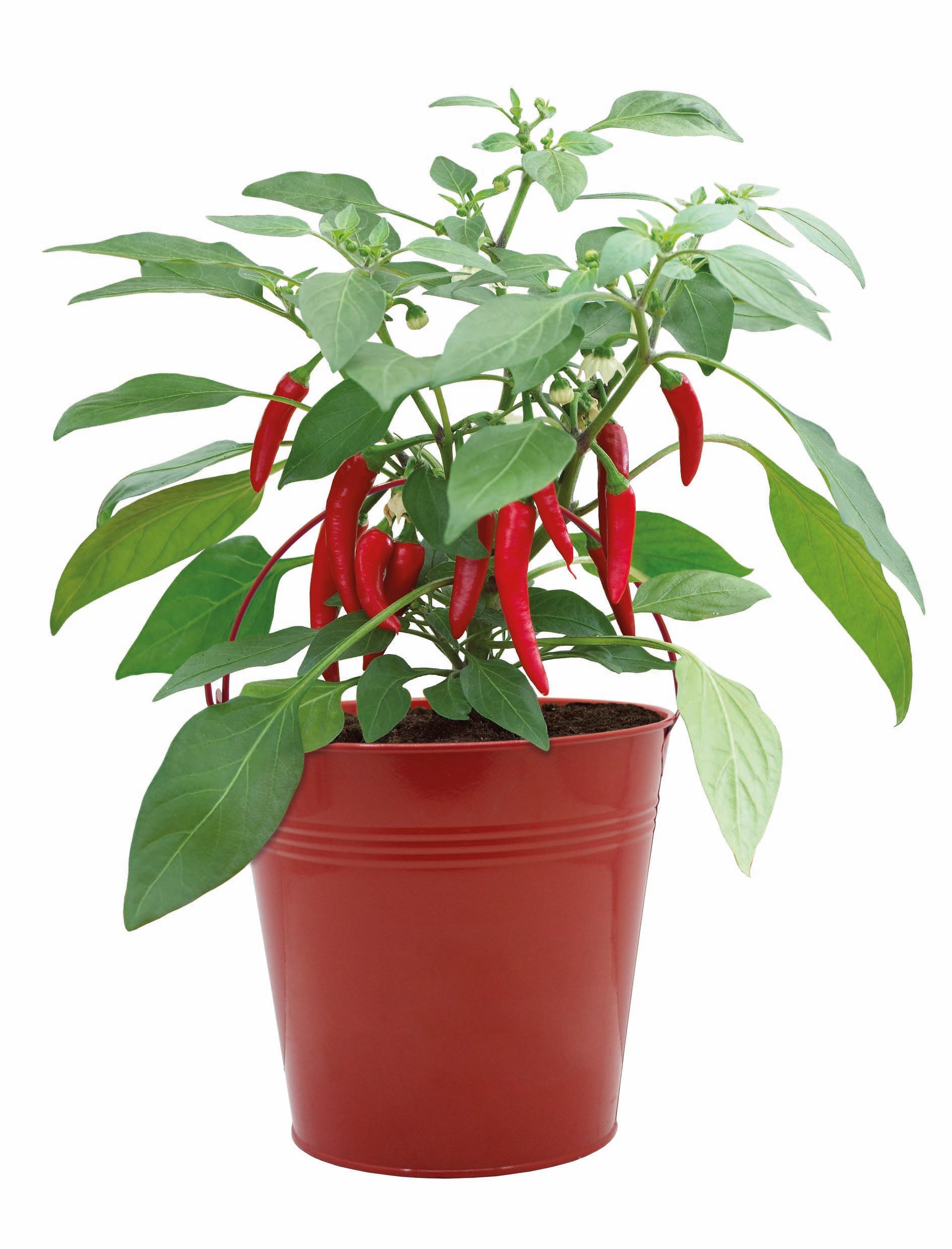 Grow Your Own  Red Chilli Bucket Kit