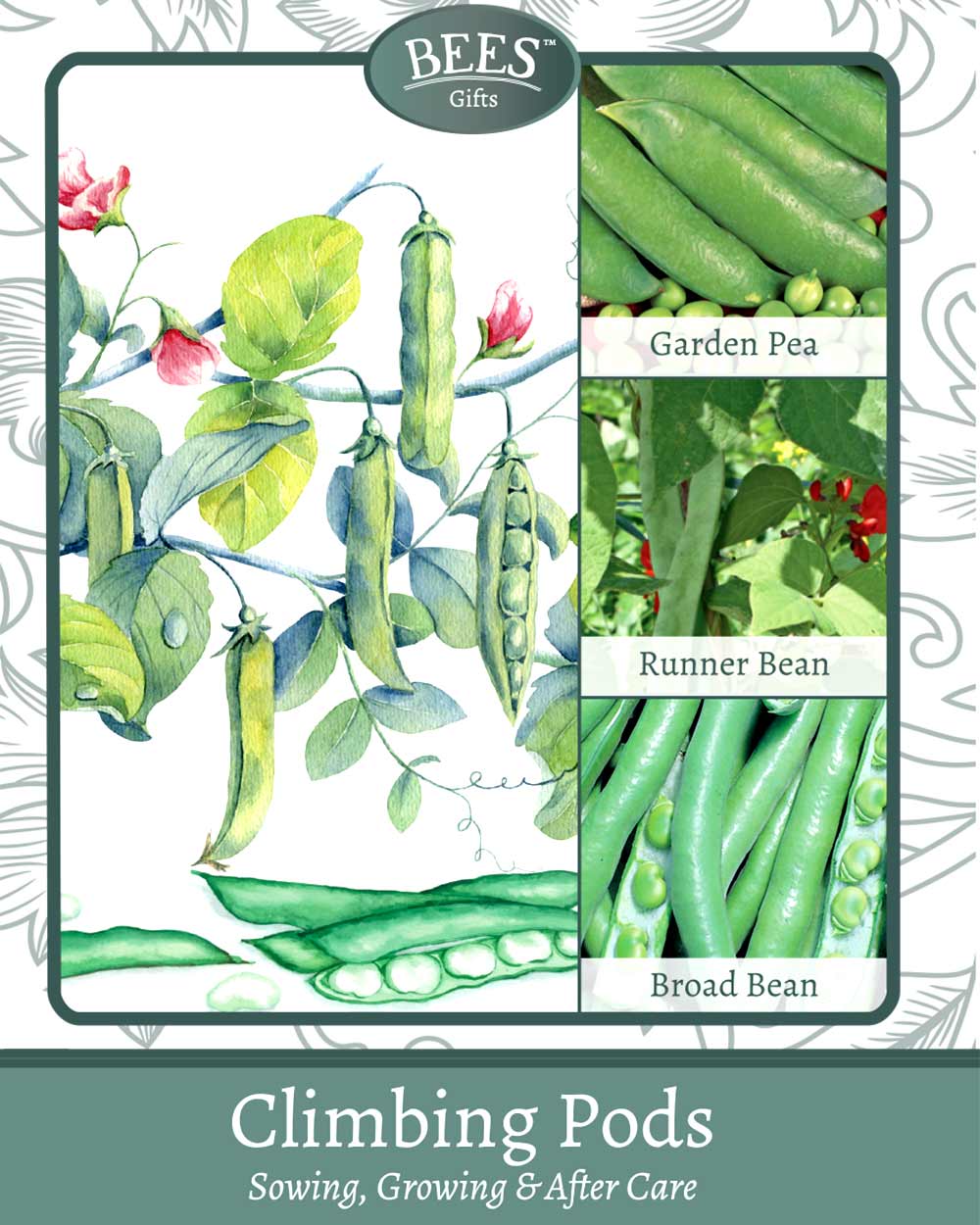 This Grow Your Own Climbing Pea & Bean Giftset has everything you need to start growing your own veg. Not only will you save money but you'll gain satisfaction in growing your own vegetables at home.   Climbing plants are an attractive feature for any allotment or vegetable garden. Peas and beans are one of the most productive plants you can grow, and give a bumper crop.