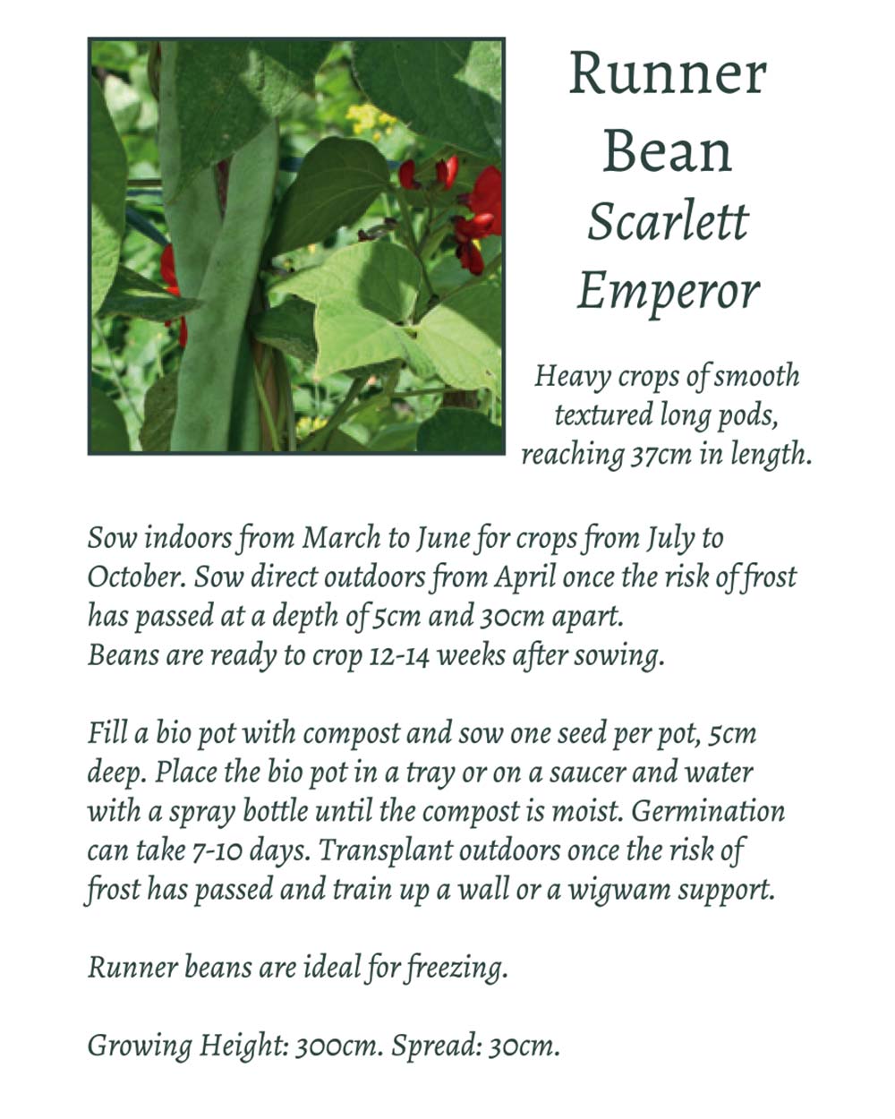 Grow Your Own Climbing Pea & Bean Giftset