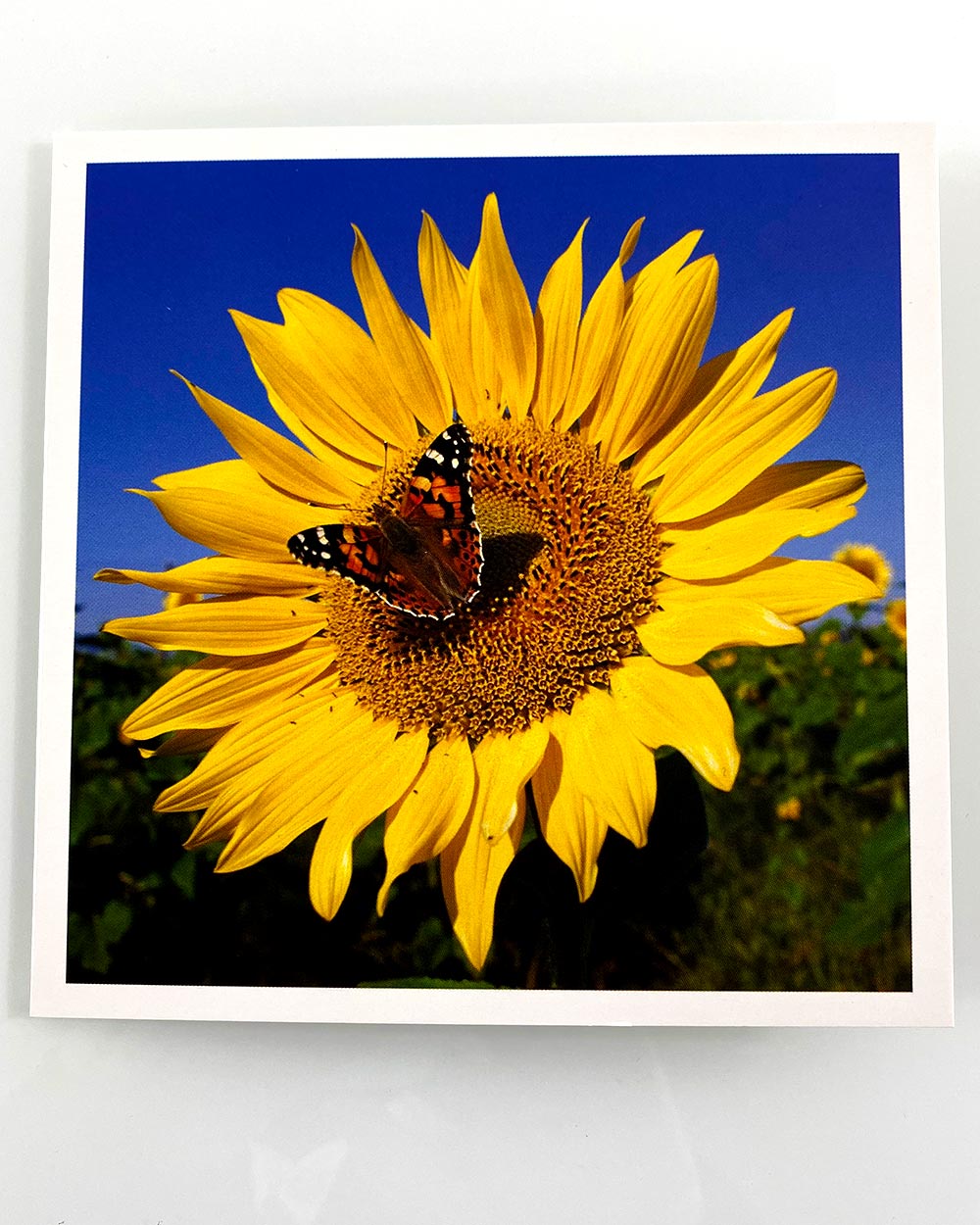 These cards are all made from FSC board which has also been carbon balanced. A perfect purchase for the environmentally conscious!   From a traditional sunflower design to a modern happy birthday design.