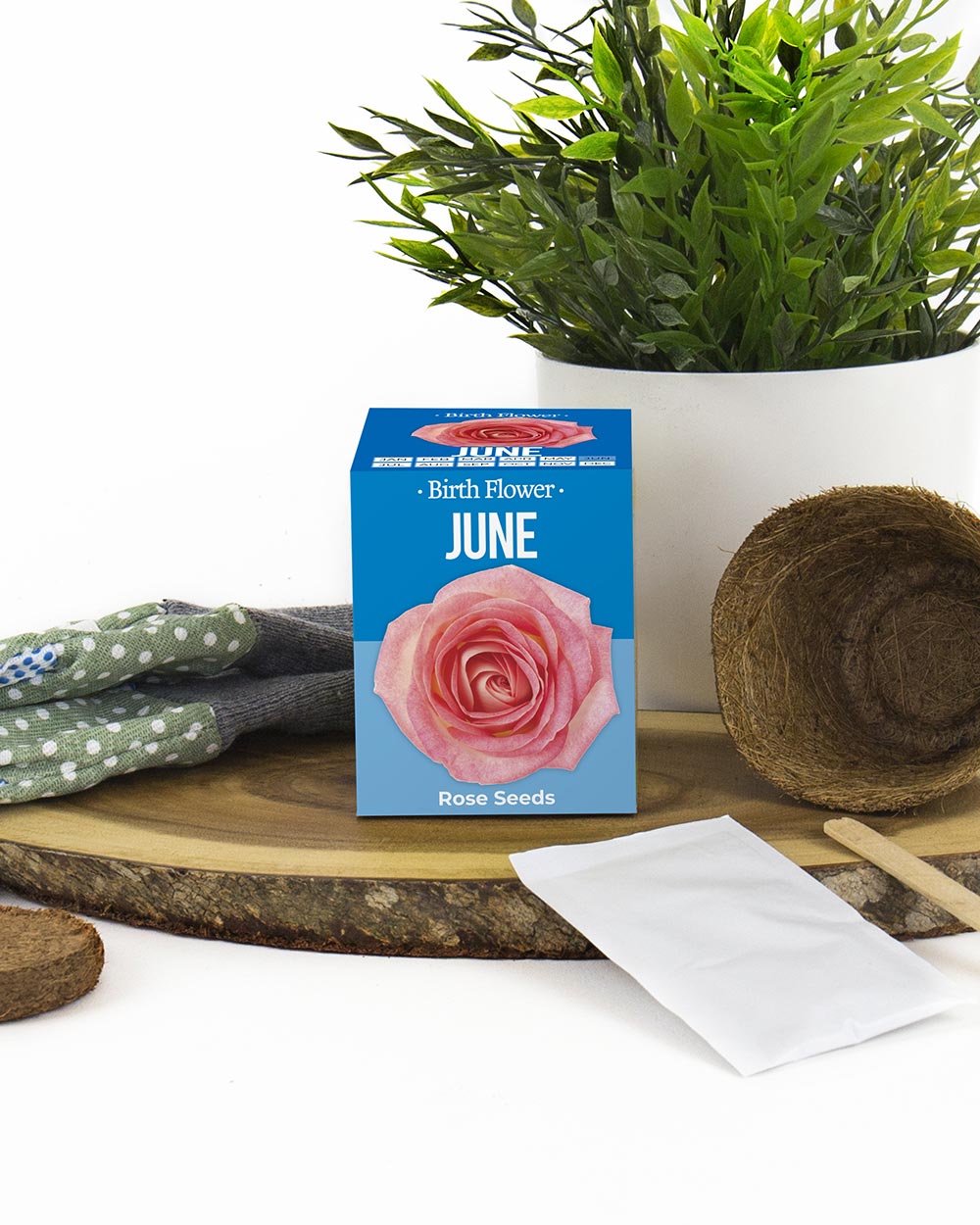 Grow Your Own June Birth Flower Gift Rose