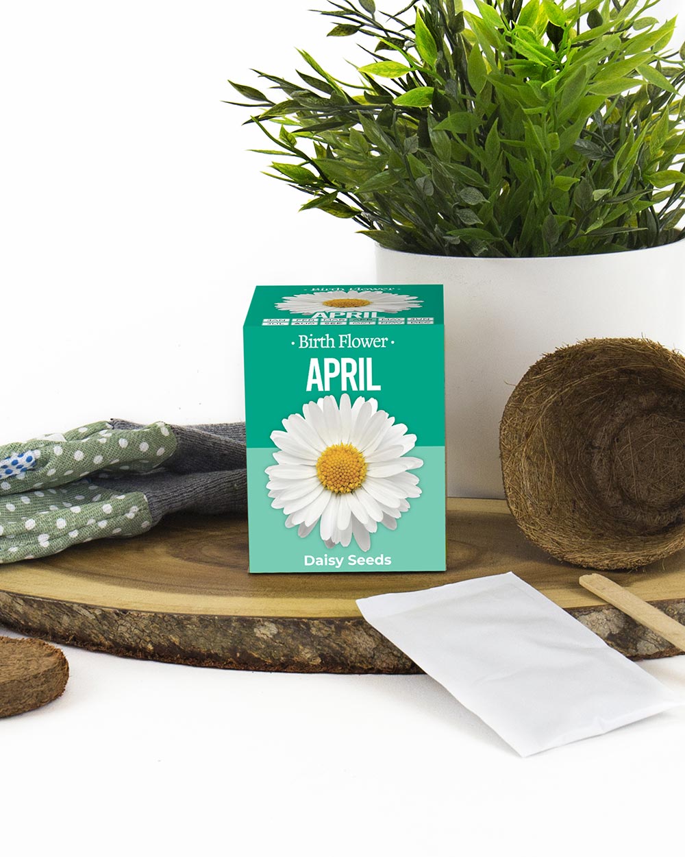 Grow Your Own April Birth Flower Gift Daisy