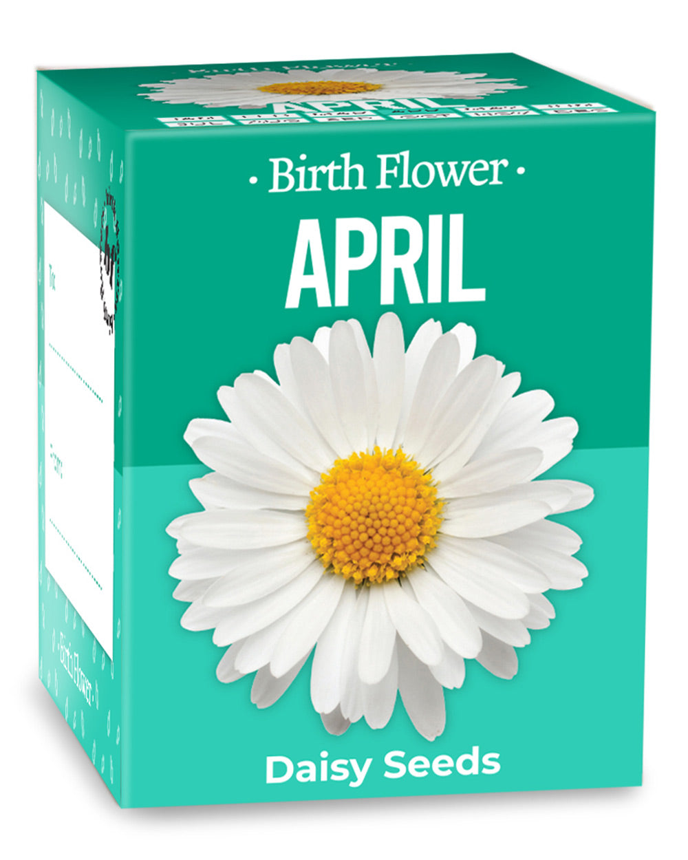 Grow Your Own April Birth Flower Gift Daisy