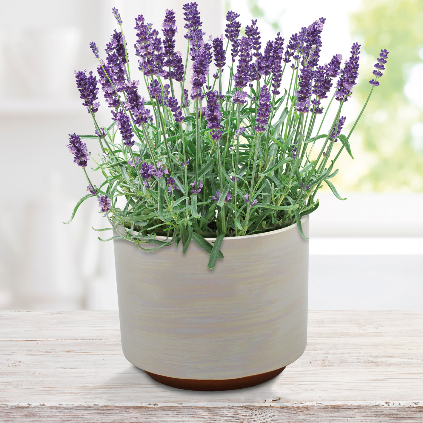 Nurture & Grow English  Lavender With Ceramic Pot