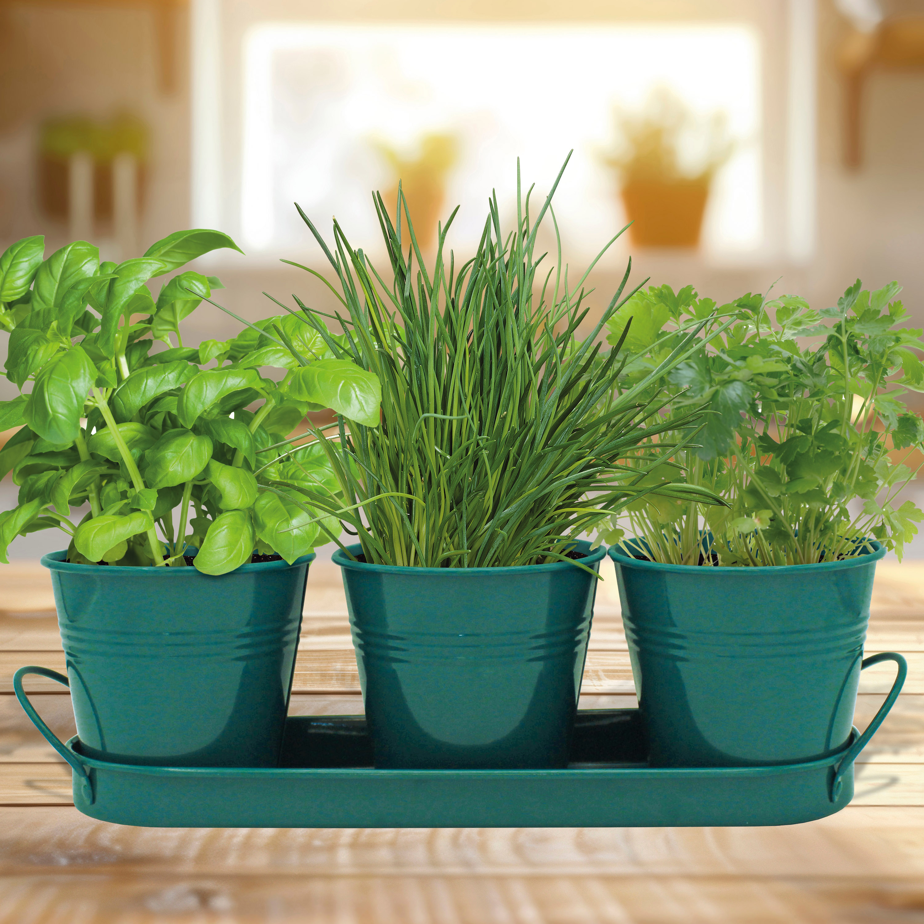 Nurture & Grow Trio of Classic Kitchen Herbs 