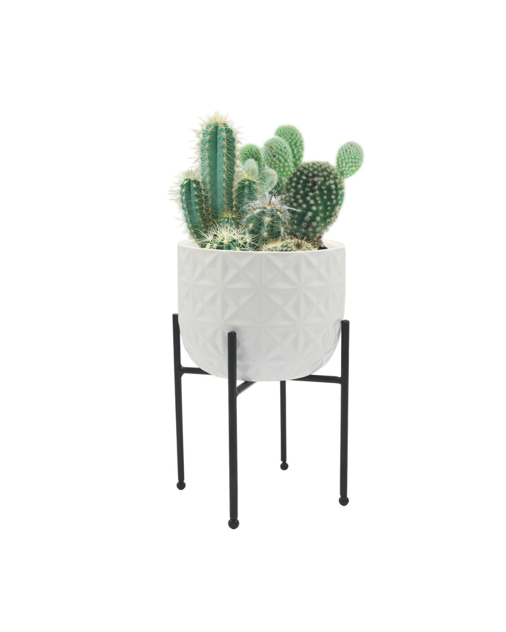 Sow Nurtured Cactus Grow Set