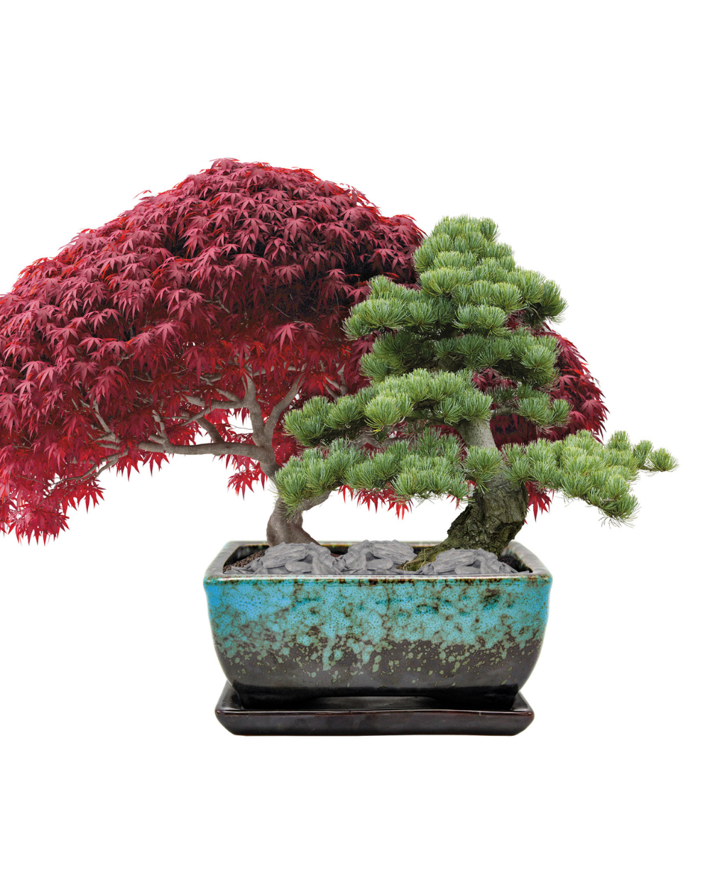 A Japanese bonsai tree arrangement featuring a red maple leaf tree and a green conifer in a square glazed turquoise pot with a black saucer, isolated on a white background.