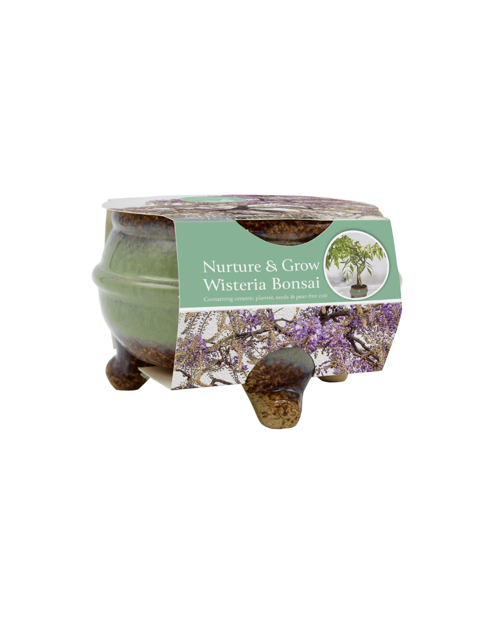 A small potted Wisteria Bonsai tree in a glazed ceramic pot with three legs, wrapped in a paper label that reads 'Nurture & Grow Wisteria Bonsai' on a plain white background.